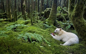 Медведь барибал альбинос