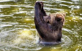 Bear bathes in water