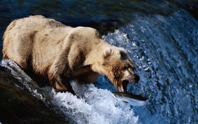 Медведь поймал пастью рыбу