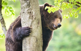 Медведь у дерева