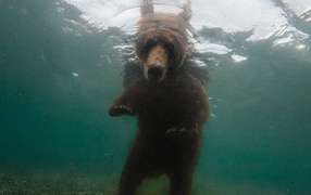 Медведь смотрит под воду