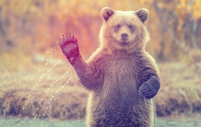 Медведь машет лапой стоя в воде