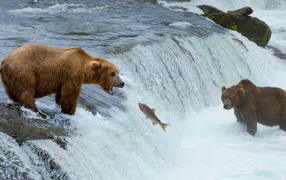 Медведи ловят рыбу, идущую на нерест