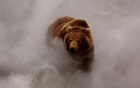 Бурый медведь выходит из густого тумана