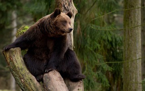 Brown bear in a tree