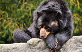 Brown bear sad
