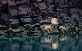 Семья белых медведей