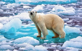 Забавный полярный медведь на льду