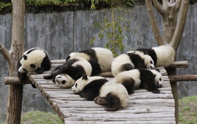 Ленивые панды спят после обеда