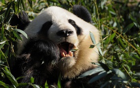 Panda eats leaves among thickets