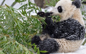 Panda in the snow eating green leaves