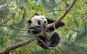 Панда на еловых ветвях