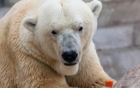 Белый медведь ест морковку