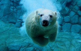 Белый медведь в голубой воде подо льдом
