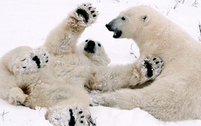 Белый медвежонок играет с мамой