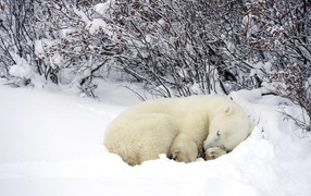 Белый медведь спит в снегу