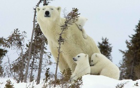 Белый медведь с детками