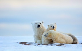 Polar bears in snow