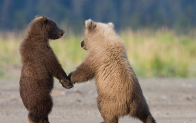 Медвежата держатся за лапы