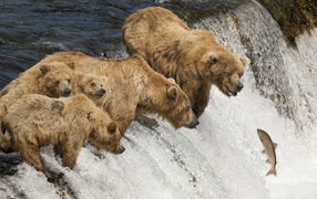 Семья медведей ловит рыбу во время нереста