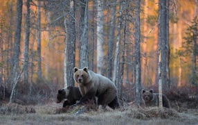 The family of bears walking in the woods