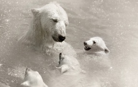 White bear children in the water