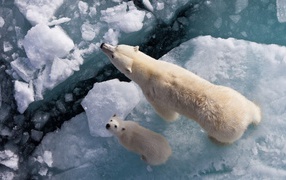 Белая медведица с медвежонком на льдине