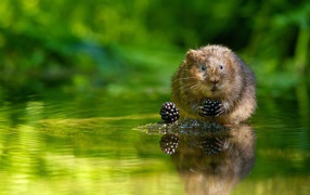 Животное водяная полёвка