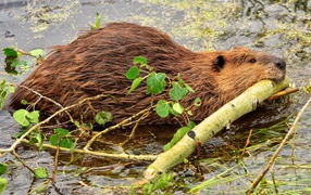 Бобер тащит палку в зубах