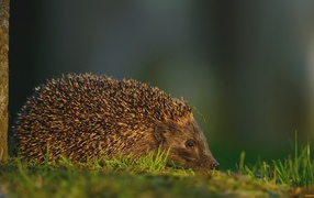 Травинка на иголках ежика