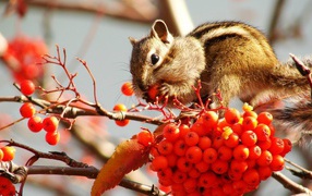 Бурундук кушает рябину