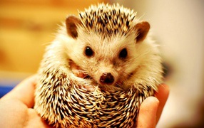 Cute hedgehog in hand