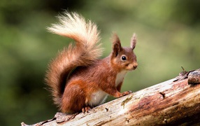 Cute red squirrel on a tree trunk