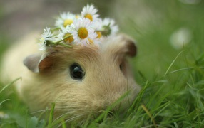 Guinea pig in the grass