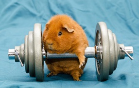 Морская свинка с гантелей