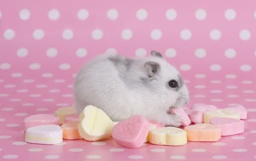 Hamster with sweets