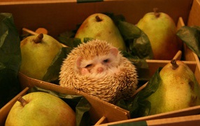 Ёж среди груш