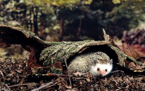 Ежик под корой дерева