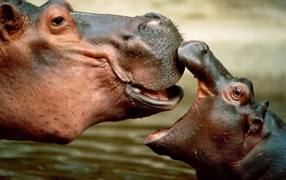 Hippo with her cub