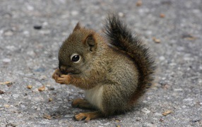 Маленькая белочка держит еду в лапках