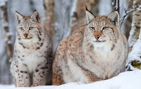 Рысь с детёнышем