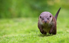 Выдра бежит по траве