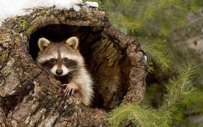 Raccoon hiding in the bark of a tree