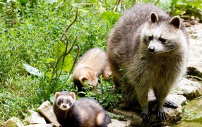 Raccoon with her cubs