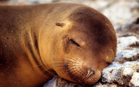 Спящий тюлень