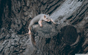 Белочка карабкается на дерево