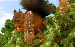 Squirrel collects cones on the tree