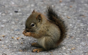 Бельчонок ест орех