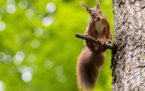 Белка на сучке дерева