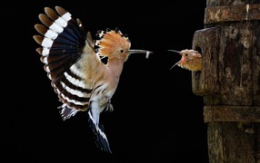 A bird with a tuft feeding chicks